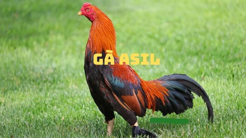 Gà Asil – Gà đá cựa gan lì độ hiếu chiến cao